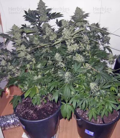 Jacky White (Paradise Seeds) Cannabis-Samen