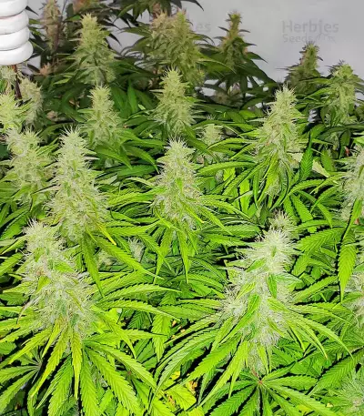 Mandarin Thuggee feminisierte Samen (AlphaFem Seeds)