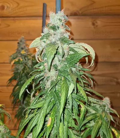 Marula Fruit regular (RQS) Cannabis-Samen