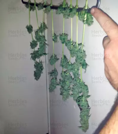 Northern Lights Auto (GHS) Cannabis-Samen