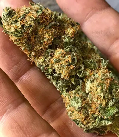 Orange Sherbert (Barney's Farm) Cannabis-Samen