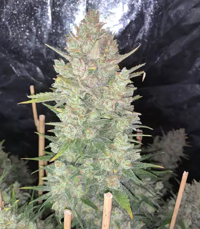 Original Auto OG Kush (Fast Buds) Cannabis-Samen