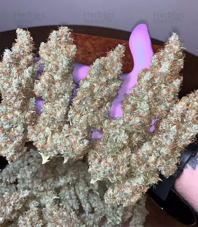 Acapulco Gold feminisiertes Saatgut (Barney's Farm)