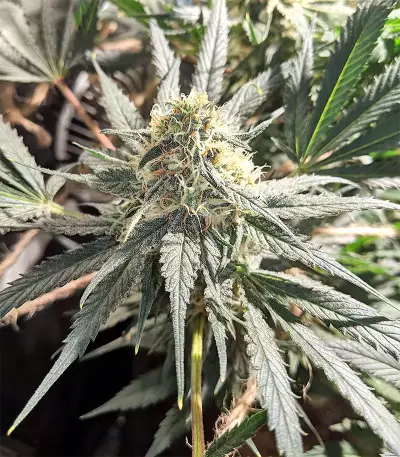 Blackberry Gum feminisierte Samen