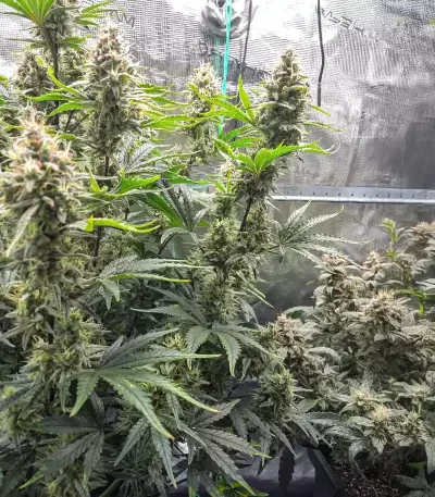 Double Grape Auto (Mephisto Genetics) Cannabis-Samen