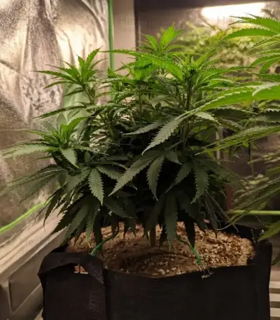 Durban Poison (Barney's Farm)