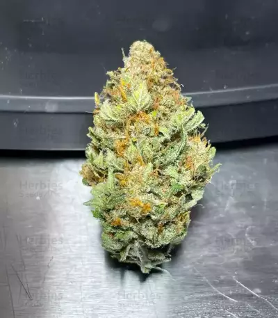 Florida Sunrise Autoflower feminisierte Samen (Seedkeepers)