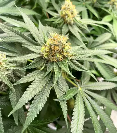 G13 Genius feminisierte Samen (Brothers Grimm Seeds)