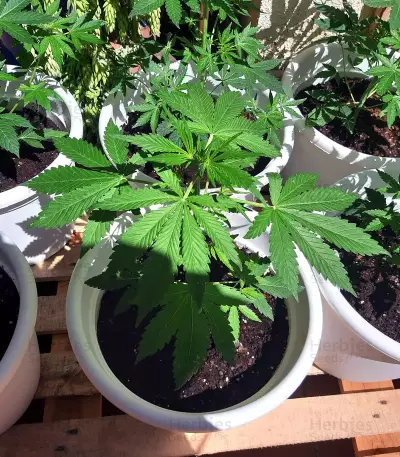 Gelato Auto feminisierte Samen (Fast Buds)