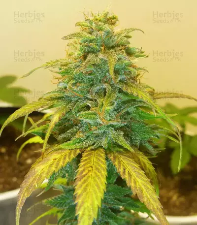 GG#4 Original Glue Auto (Auto Seeds) Cannabis-Samen
