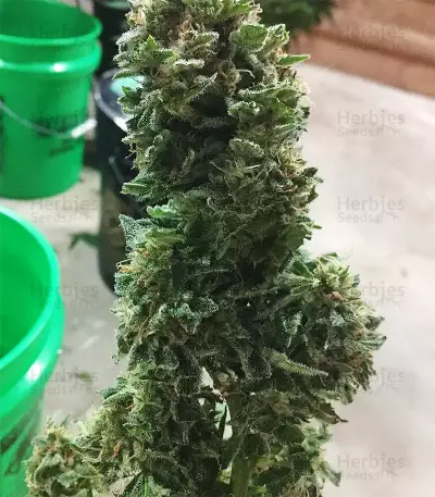 GG#4 Original Glue Auto (Original Sensible Seeds) Cannabis-Samen