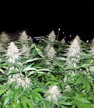 Grandaddy Black (Original Sensible Seeds) Cannabis-Samen