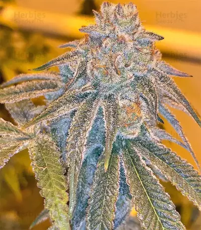 Grandaddy Purple (Big Head Seeds) Cannabis-Samen