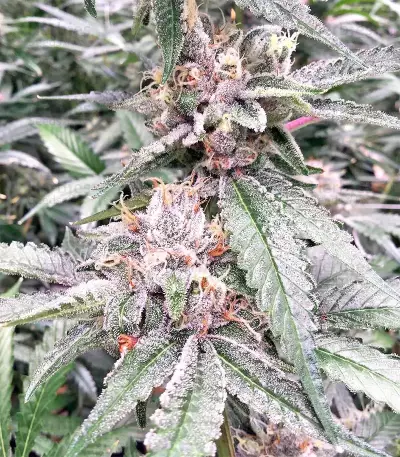 Grandaddy Purple (Big Head Seeds) Cannabis-Samen