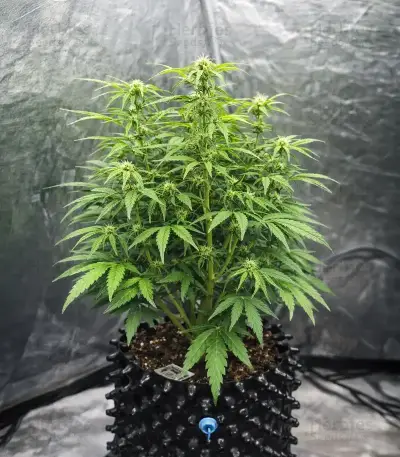 Headstone (Big Head Seeds) Cannabis-Samen