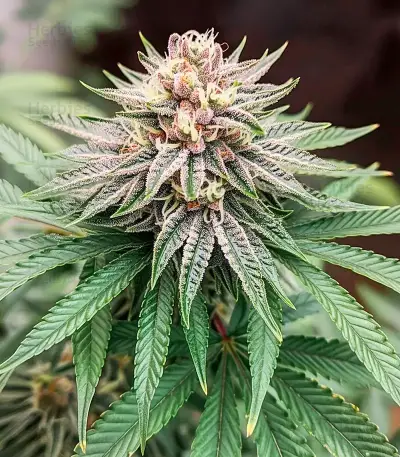 Lemon Orange (GHS)