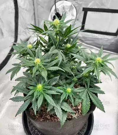 OG Kush Auto feminisierte Samen (Ethos Genetics)