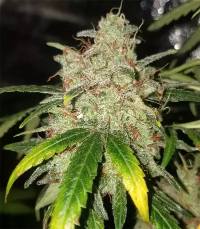 Purple Punch Auto feminisierte Samen (Barney’s Farm)
