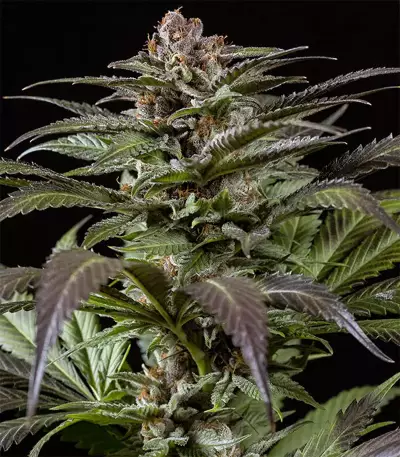 Purps #1 (Dinafem Seeds) Cannabis-Samen