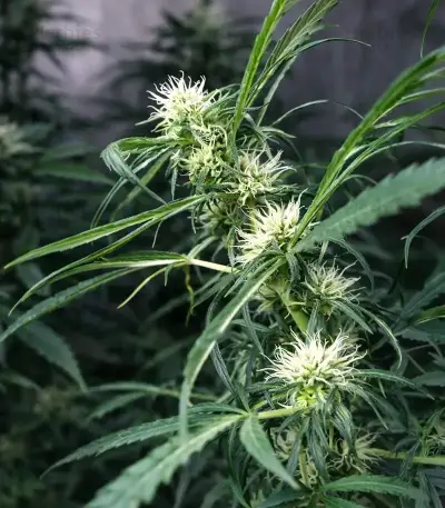 Shamanic Haze (De Sjamaan Seeds) Cannabis-Samen