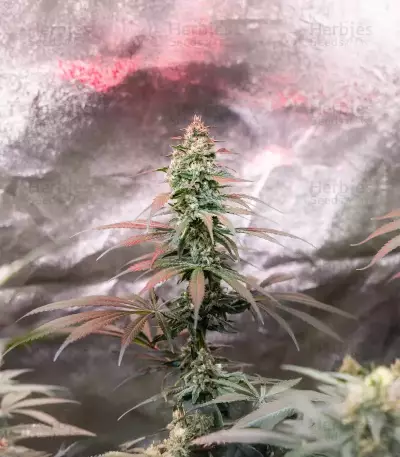 Super Boof Auto feminisierte Samen (Fast Buds)