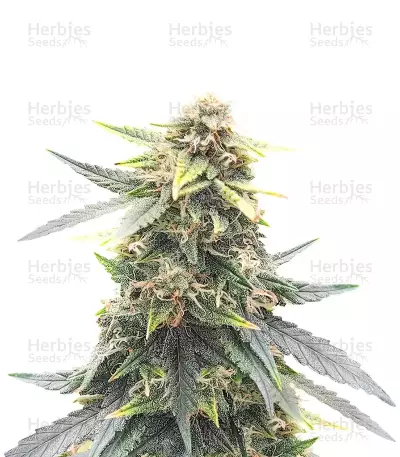 Super Orange Haze Auto feminisierte Samen (Mephisto Genetics)