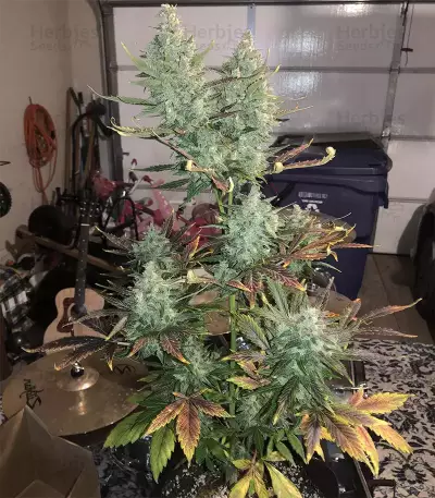 THC Bomb Auto (Bomb Seeds) Cannabis-Samen