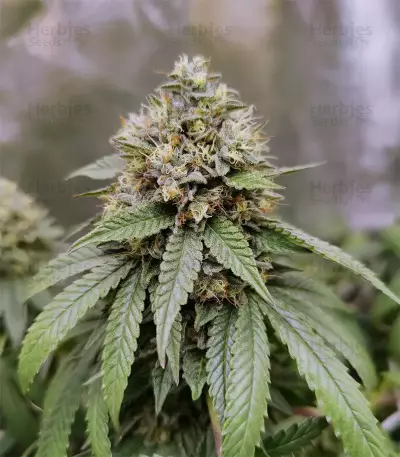 Triple G (RQS) Cannabis-Samen