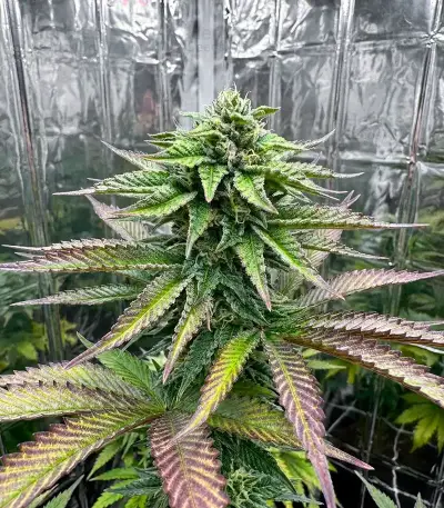 Z (Big Head Seeds) Cannabis-Samen