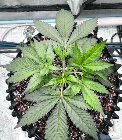 Strawberry Gorilla Auto cannabis strain