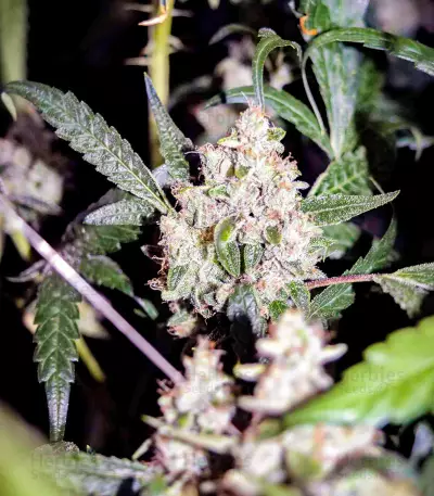 Sugar Bomb Punch (Dutch Passion) Cannabis-Samen