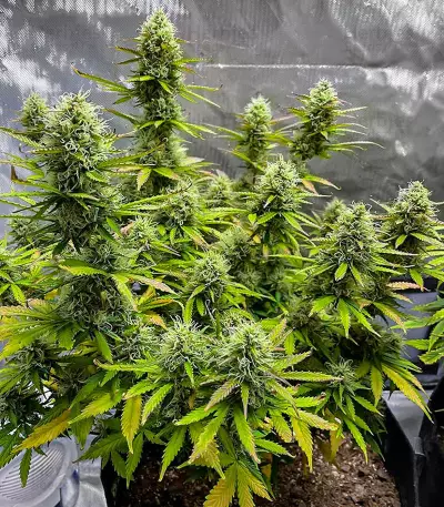 Wedding Cake Autoflower feminisierte Samen (EGS)