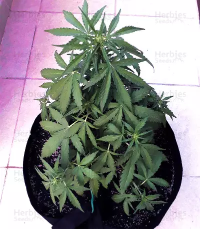 Z Auto (Original Sensible Seeds) Cannabis-Samen