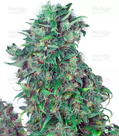 Think Different Auto (Dutch Passion) Cannabis-Samen