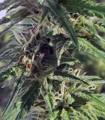 501st OG Regular (Rare Dankness Seeds) Cannabis-Samen
