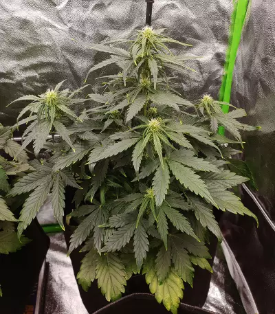 AK420 (Seedstockers) Cannabis-Samen
