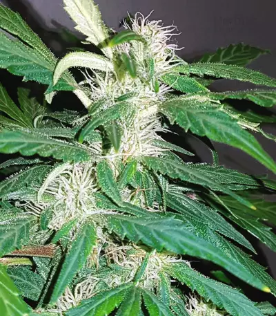 Auto Kaya 47 (Advanced Seeds) Cannabis-Samen