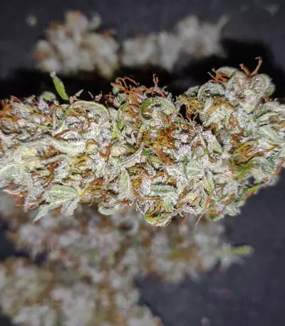Auto Ultimate (Dutch Passion) Cannabis-Samen