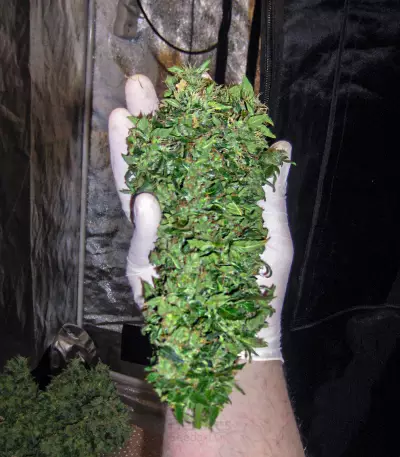 Auto Ultimate (Dutch Passion) Cannabis-Samen