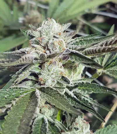 Biker Kush (Karma Genetics) Cannabis-Samen
