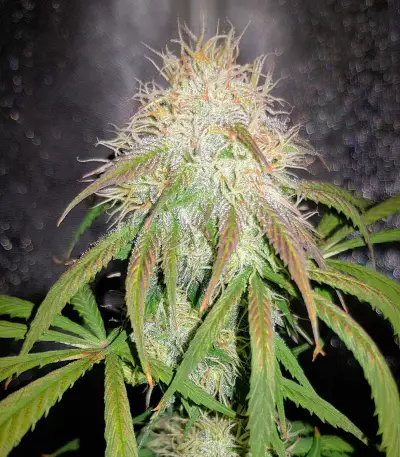 Blue Amnesia Auto cannabis strain