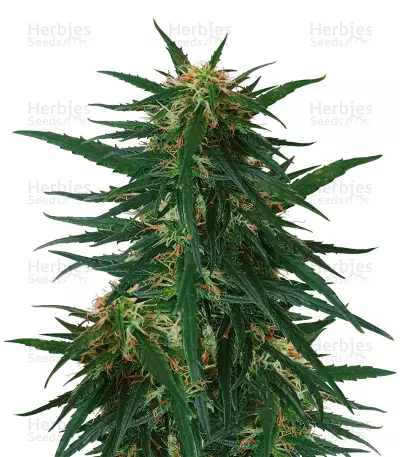 Blueberry Ghost OG (Original Sensible Seeds) Cannabis-Samen