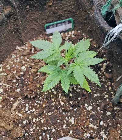 Bruce Banner #3 Fast strain