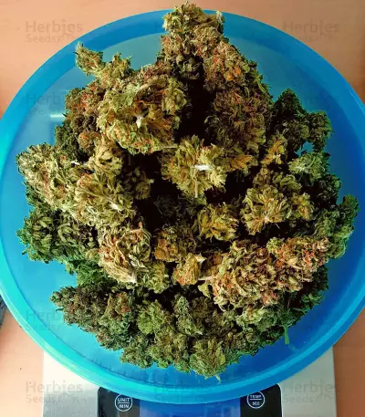 Bruce Banner strain