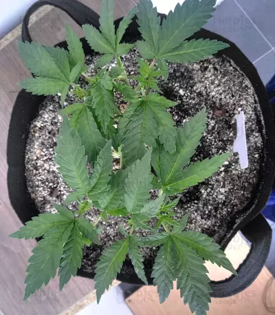 Burmese Kush (Kera Seeds)