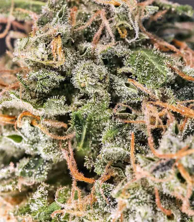 Chem Berry D regular (Dark Horse Genetics) Cannabis-Samen