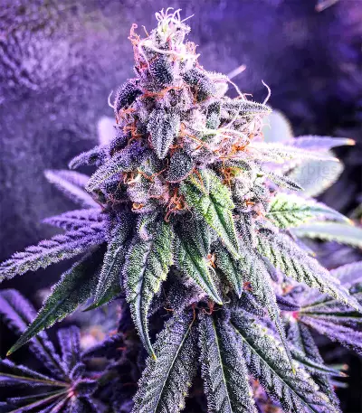Chem Berry D regular (Dark Horse Genetics) Cannabis-Samen