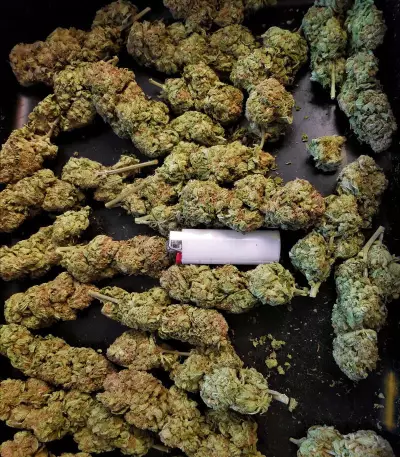 Critical Kush regular (Barney's Farm) Cannabis-Samen
