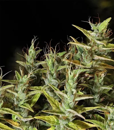 Dr. Grinspoon (Barney's Farm) Cannabis-Samen