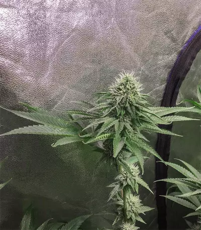 Drama (Rare Dankness Seeds) Cannabis-Samen